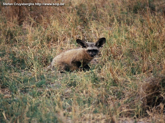 Moremi - Bat eared fox Vanuit Maun vertrokken we voor een 4-daagse jeep-tocht doorheen de wildparken Moremi en Chobe. Als snel botsen we op giraffen, zebra's, olifanten, impala's, ... Bij zonsondergang zien we ook een kleine vos. Stefan Cruysberghs